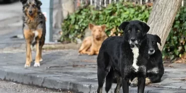 İstanbul’da sokak köpeklerinin toplanması için süre verildi